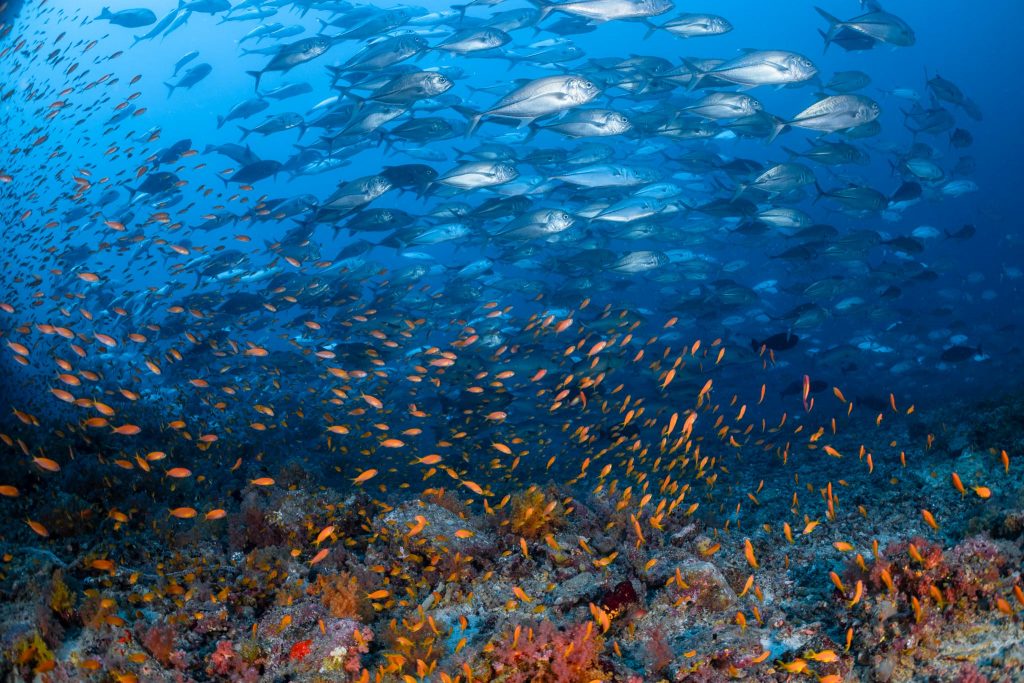 Fish in Deep Sea in the Maldives