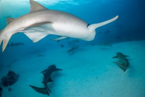 Nurse Sharks in the Maldivian Sea