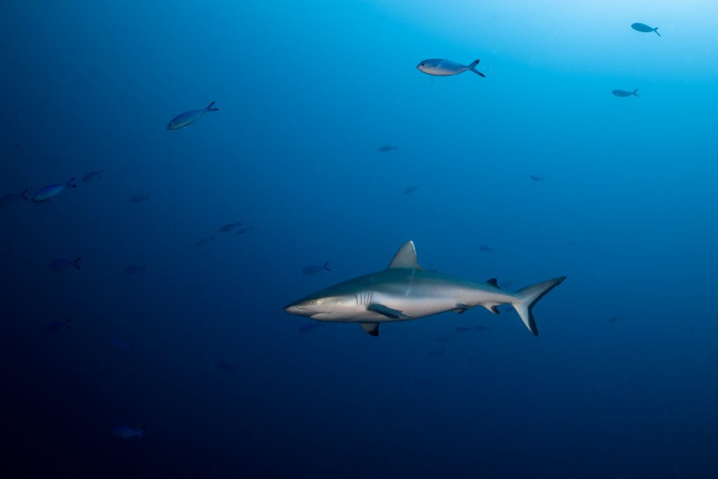 Reef Sharks in the Maldivian Sea